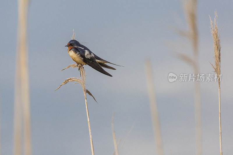 谷仓燕子(Hirundo rustica)坐在芦苇上的特写